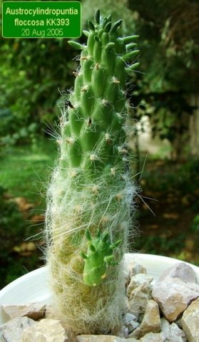 Austrocylindropuntia _floccosa _KK393 _05